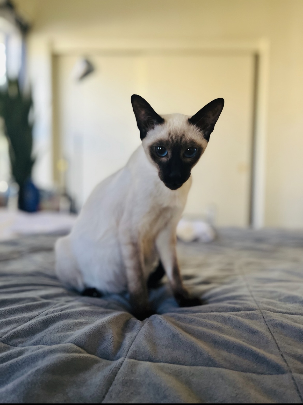 Siamese Kittens for Sale in Utah: Breeders List 2023 - Catster